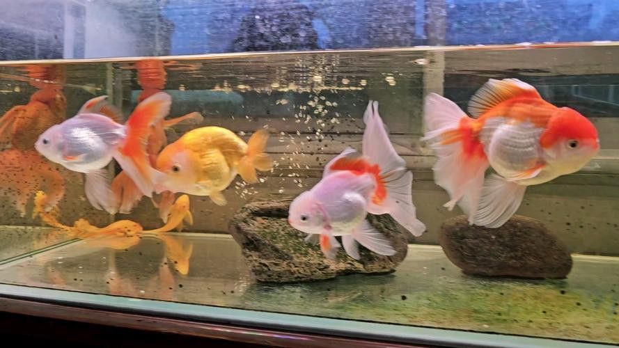 小火龍魚可以與金魚混養嗎圖片