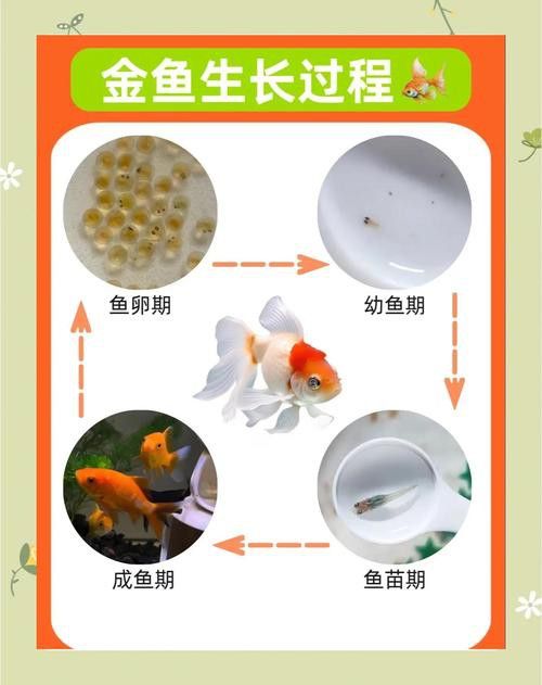 小火龍魚可以與金魚混養嗎圖片