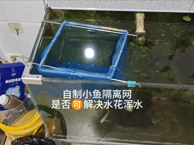 小火龍魚可以與金魚混養嗎圖片