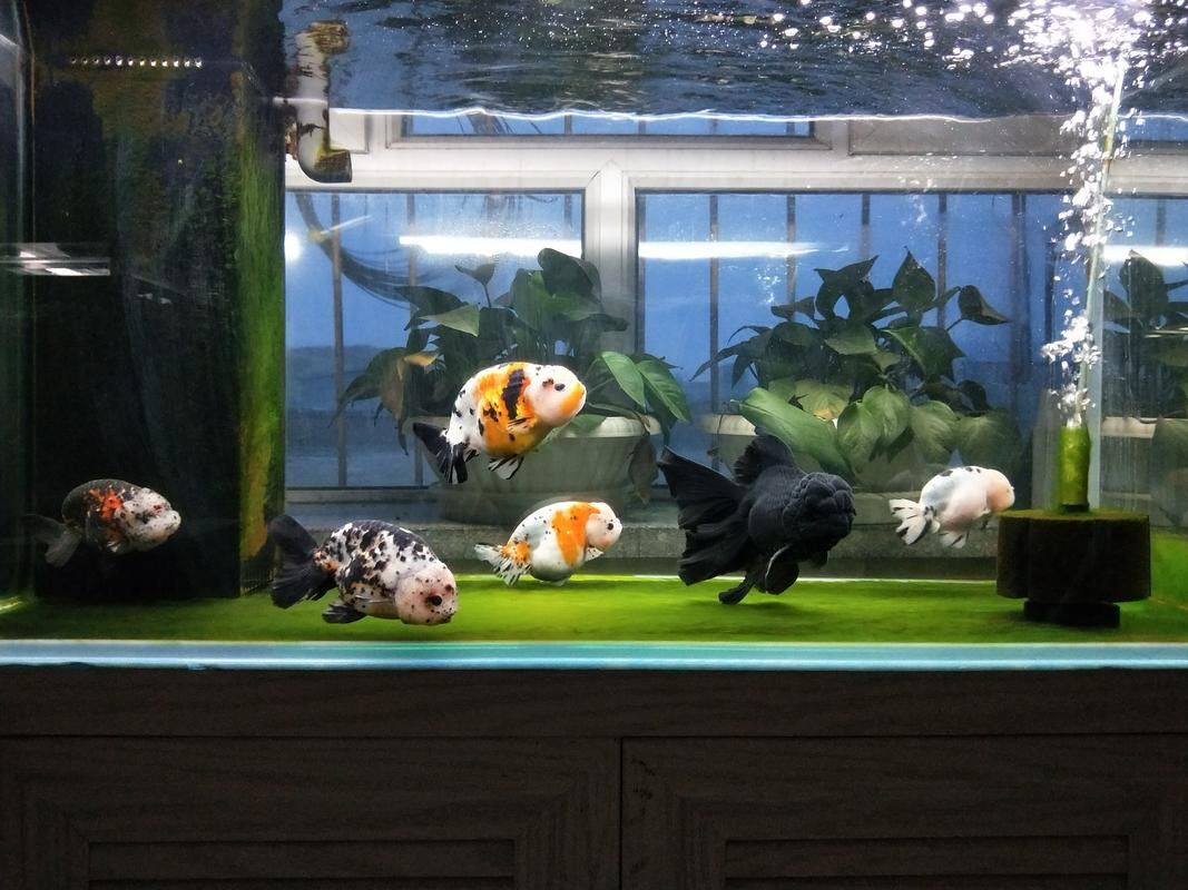 小火龍魚可以與金魚混養嗎圖片