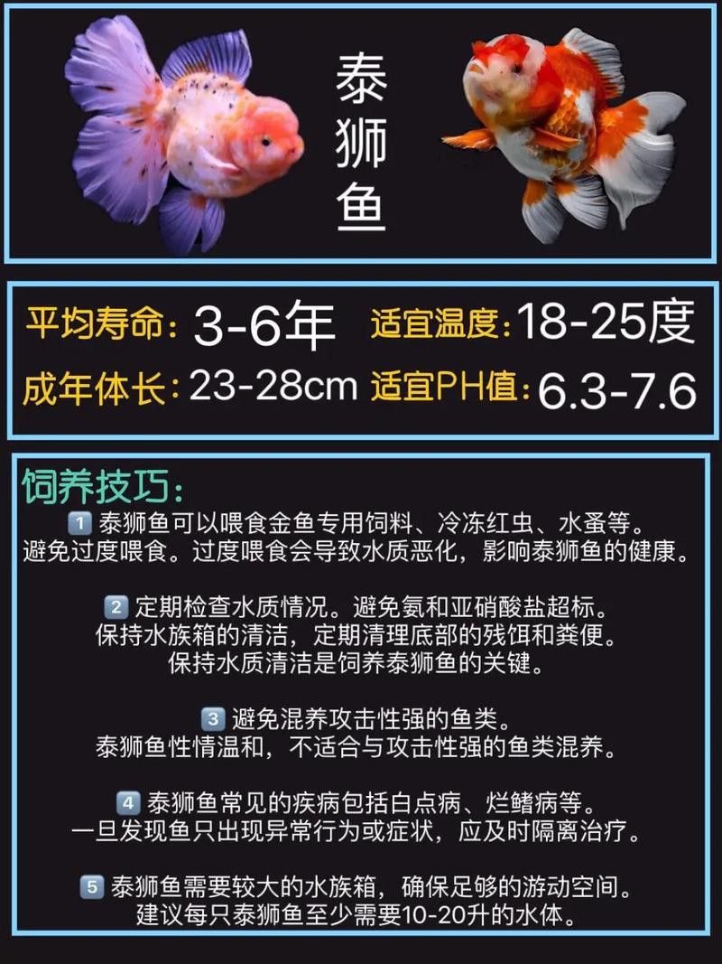 小火龍魚可以與金魚混養嗎圖片
