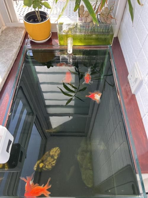 小火龍魚可以與金魚混養嗎圖片