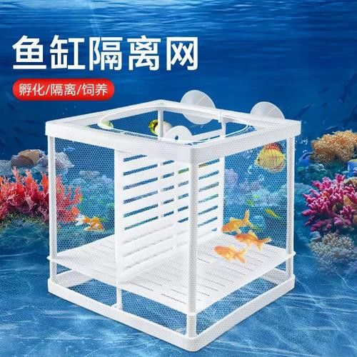 小火龍魚可以與金魚混養嗎圖片