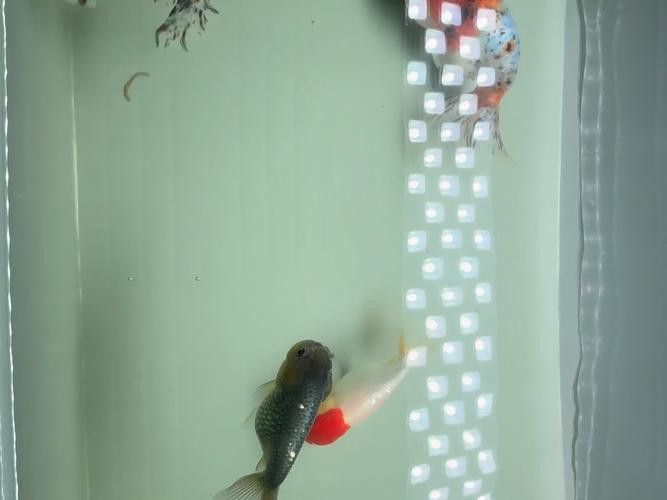 小火龍魚可以與金魚混養嗎圖片