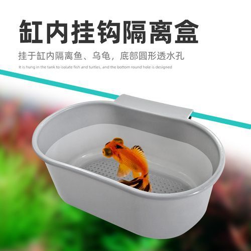 小火龍魚可以與金魚混養嗎圖片