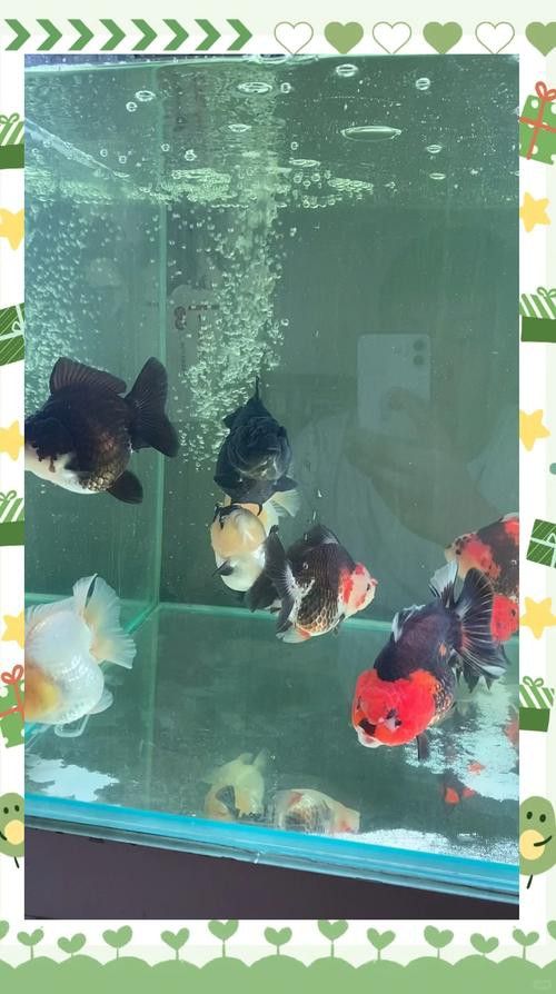 小火龍魚可以與金魚混養嗎圖片