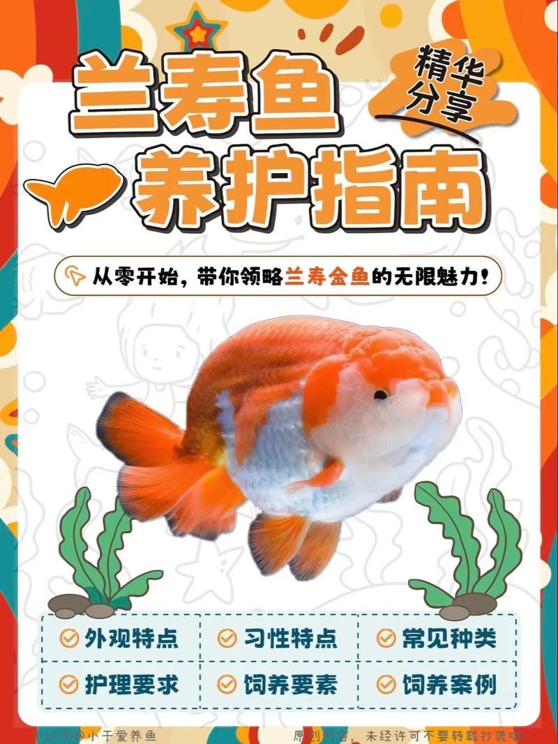 小火龍魚可以與金魚混養嗎圖片