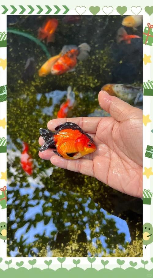 小火龍魚可以與金魚混養嗎圖片