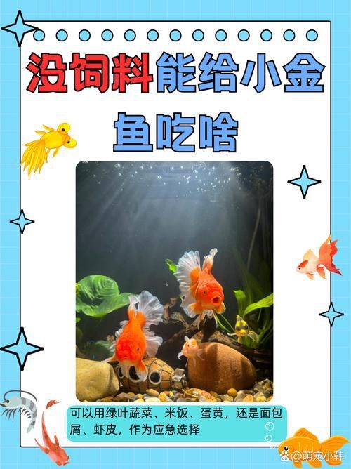 小火龍魚可以與金魚混養嗎圖片
