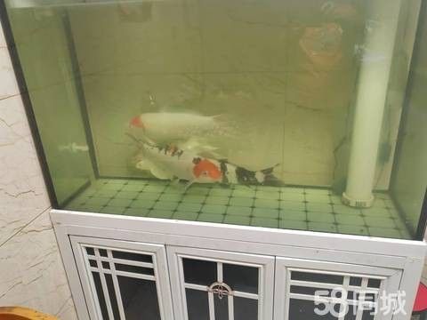 長春龍魚58同城電話號碼查詢