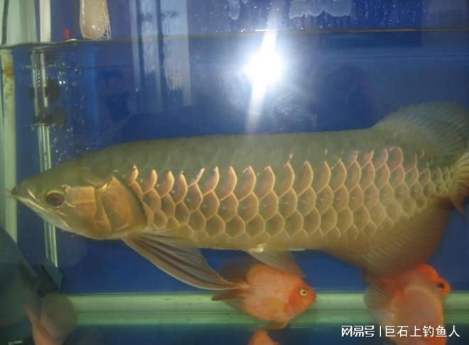 龍魚總咬別的魚怎么解決方法呢：如何解決龍魚咬其他魚的問題