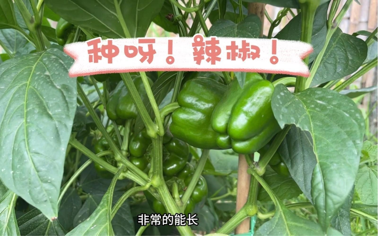 辣椒的種植方法和過程