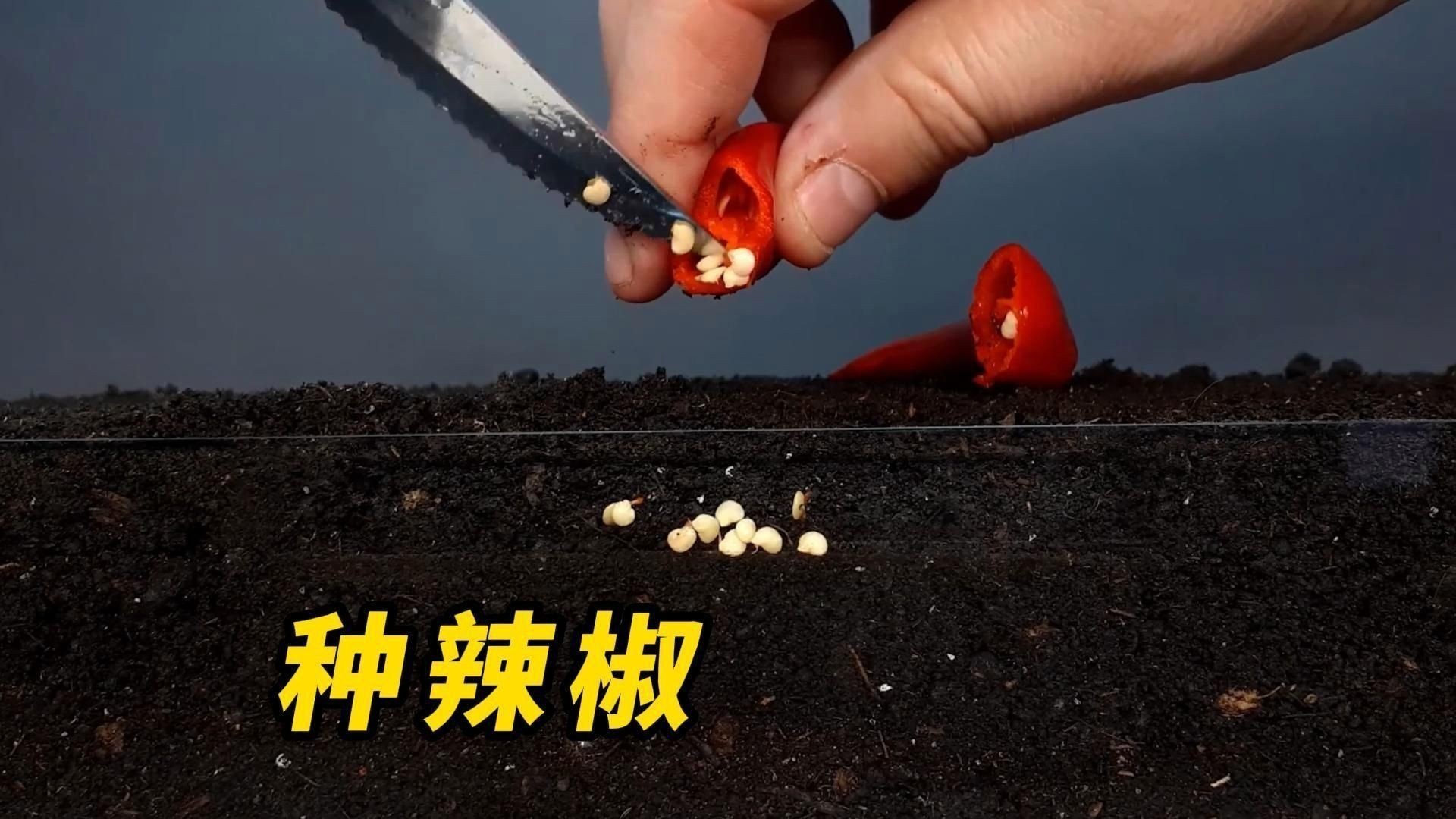辣椒的種植方法和過程