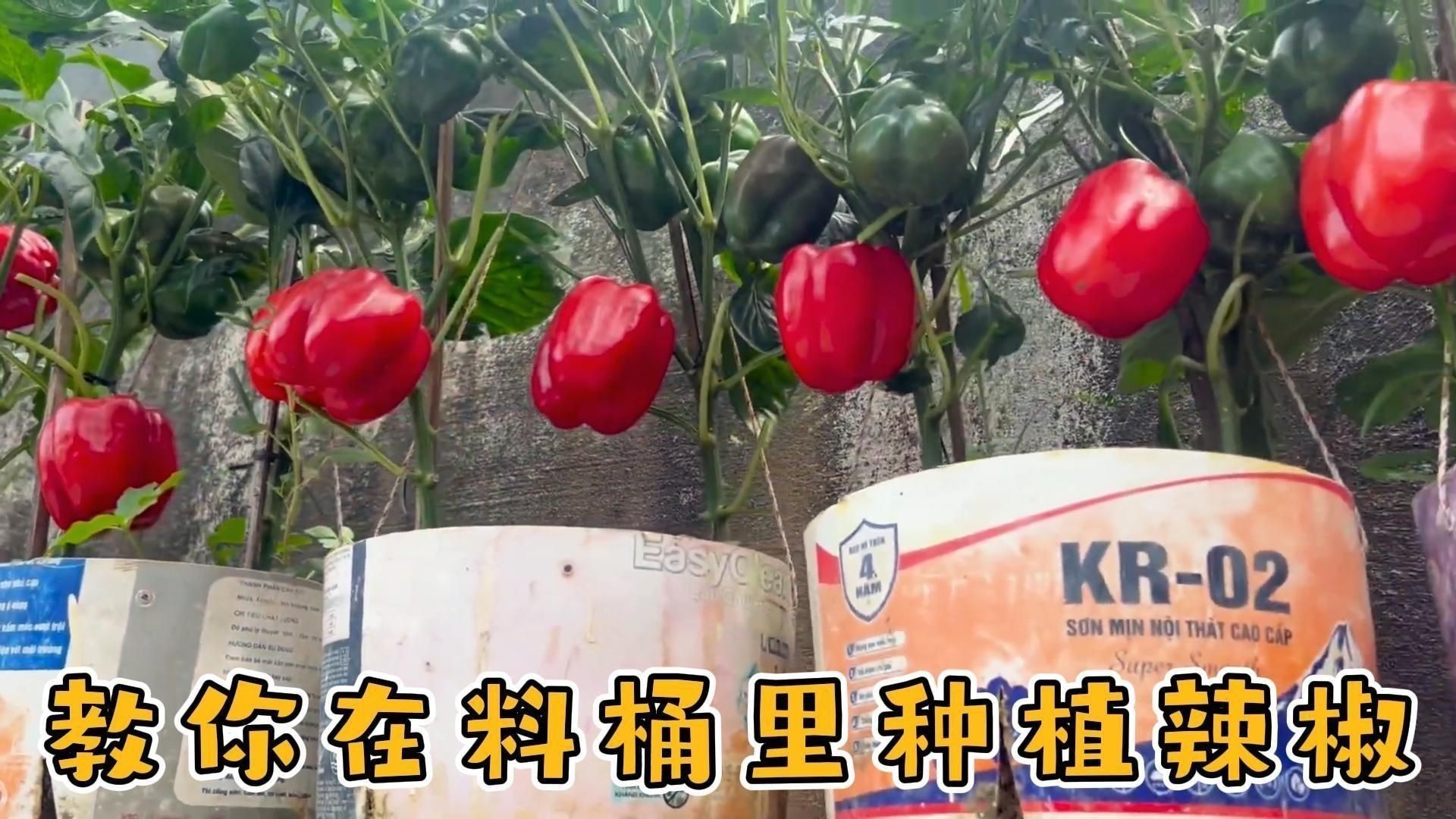 辣椒的種植方法和過程