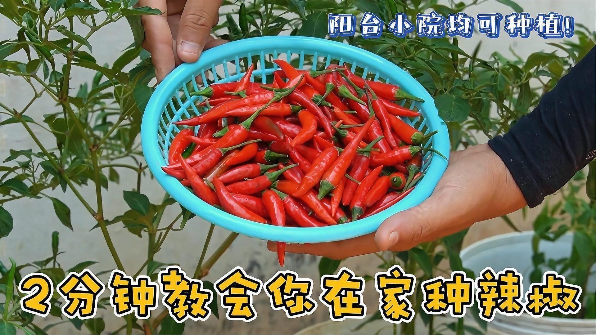 辣椒的種植方法和過程