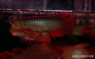 龍魚壽命：龍魚的壽命受到多種因素影響，