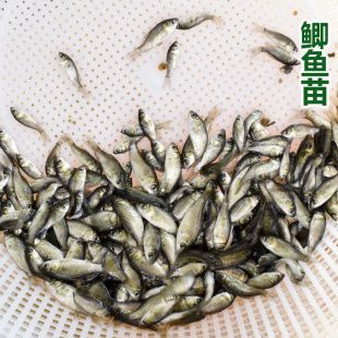 龍魚喂魚飼料行嗎（喂養龍魚飼料是一種可行的方法，龍魚喂魚飼料是一種可行的方法）
