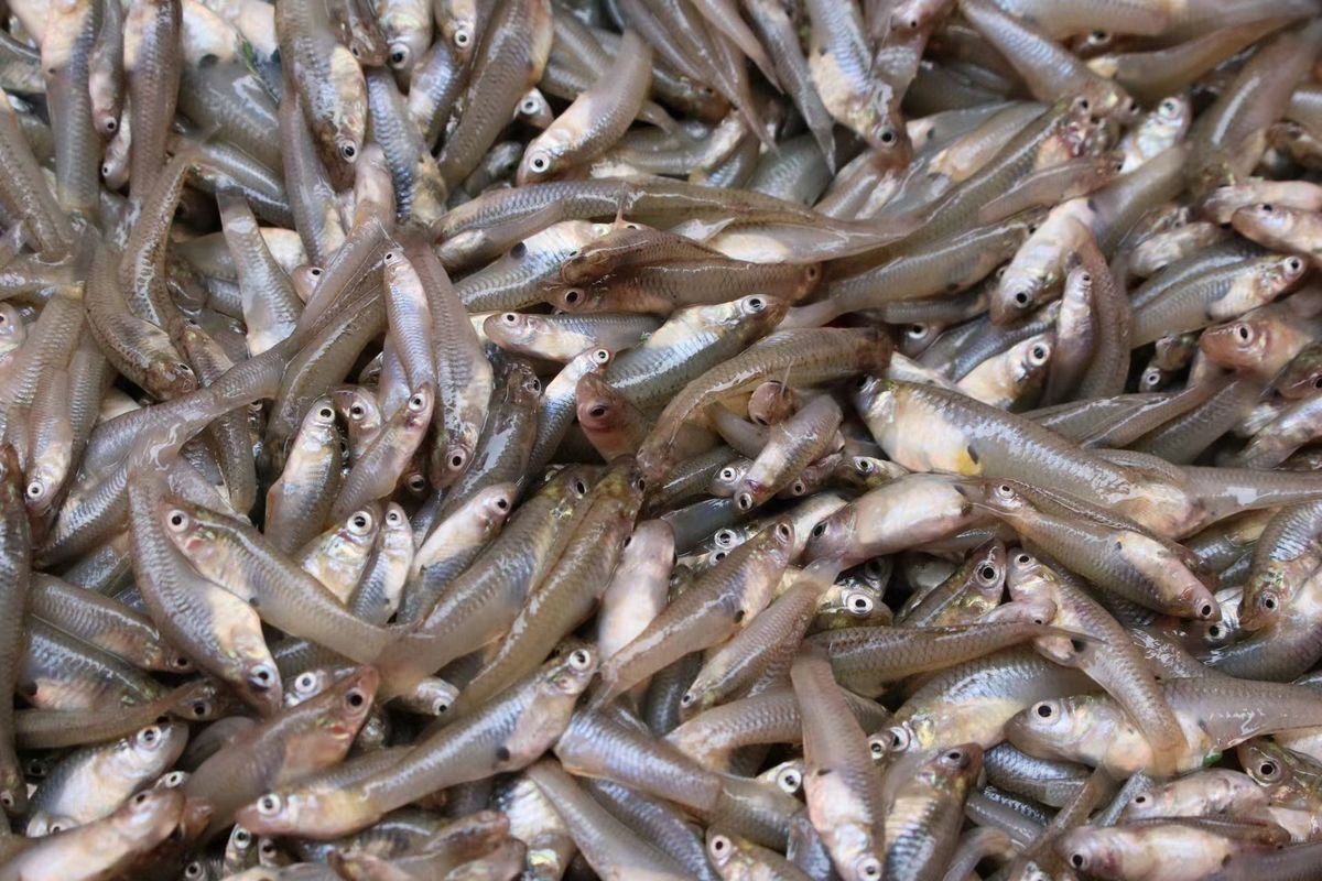龍魚喂魚飼料行嗎（喂養龍魚飼料是一種可行的方法，龍魚喂魚飼料是一種可行的方法）