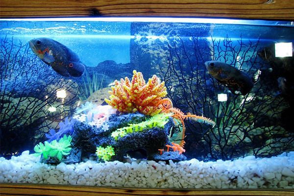 森森魚缸上水配件安裝（如何正確使用魚缸加熱器魚缸水質檢測方法介紹）