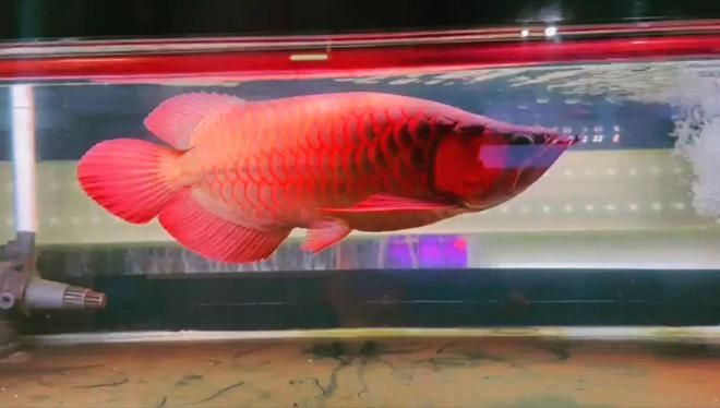 紅龍魚尺寸怎么測量圖解：關于紅龍魚尺寸測量的一些詳細步驟和注意事項