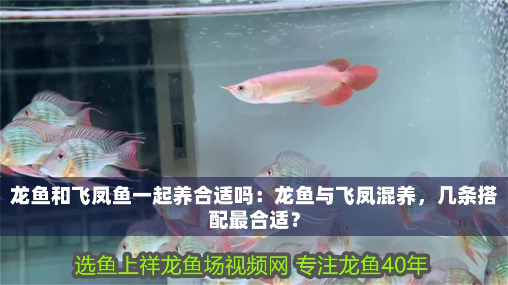 龍魚和飛鳳魚一起養合適嗎：龍魚與飛鳳混養，幾條搭配最合適？