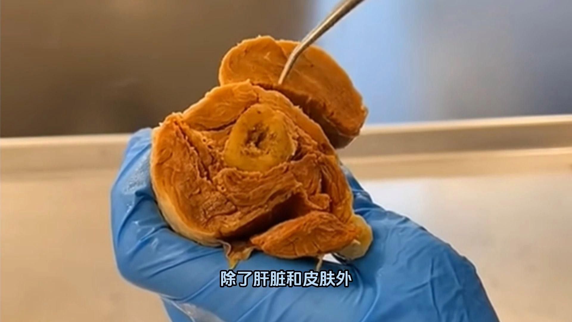 哪些組織或器官可以再生？