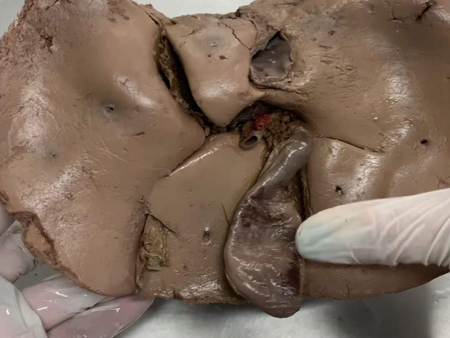 哪些組織或器官可以再生？