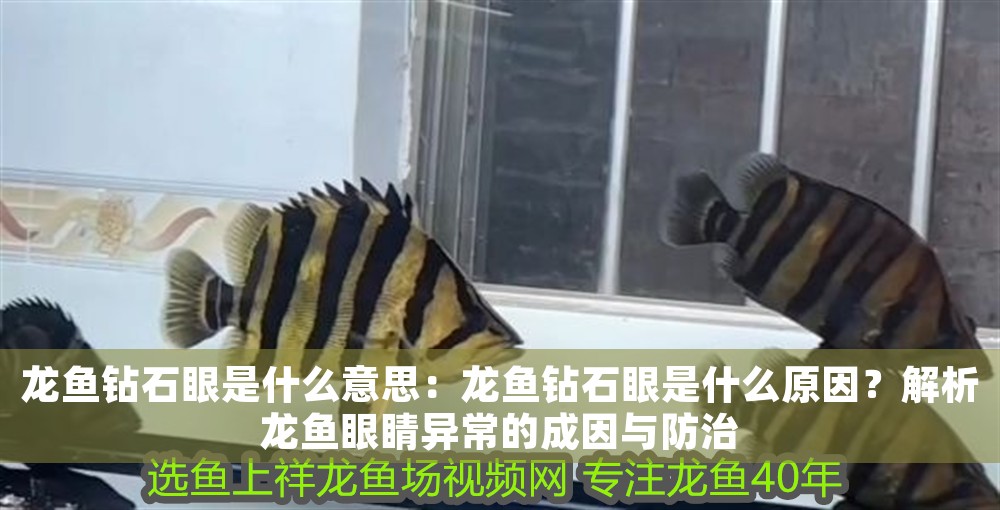 龍魚鉆石眼是什么意思：龍魚鉆石眼是什么原因？解析龍魚眼睛異常的成因與防治