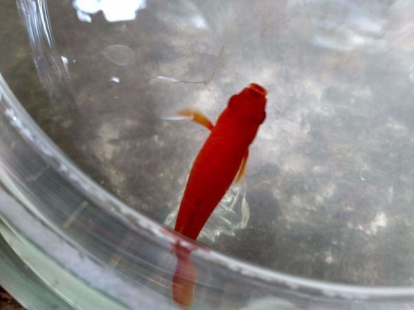 紅金龍魚生小魚是從嘴里出來嗎（實拍金龍魚產子過程原來是從嘴里產小魚開眼界了）