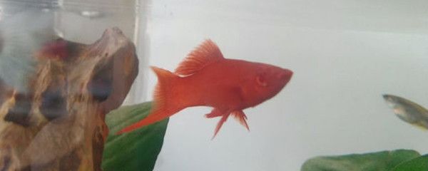 紅金龍魚生小魚是從嘴里出來嗎（實拍金龍魚產子過程原來是從嘴里產小魚開眼界了）