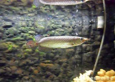 龍魚多久喂一次食物：龍魚的喂食頻率