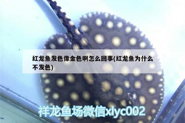 紅龍魚為什么是金色？（紅龍魚為什么會出現金色的現象？）