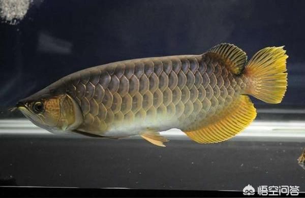 成年金龍魚能長多少厘米:誰能告訴我金龍魚反鰓要怎么辦處理啊 成年金龍魚能長多少厘米:誰能告訴我金龍魚反鰓要怎么辦處理啊 龍魚百科
