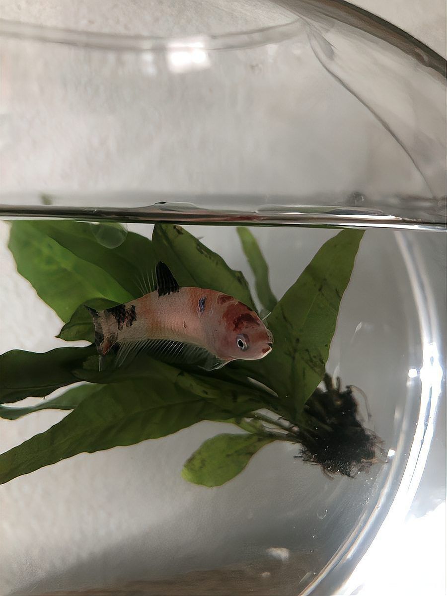 龍魚趴缸底如何治療？