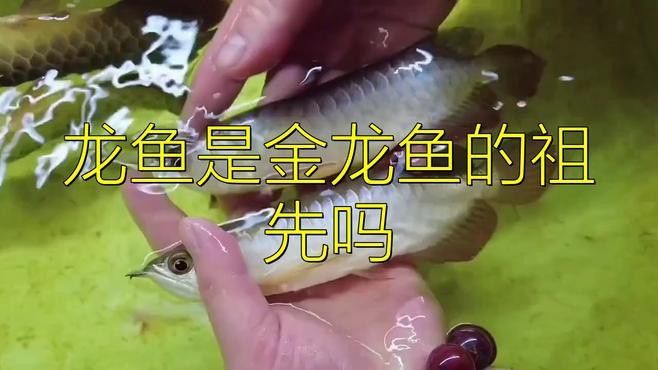 金龍魚和龍魚一樣嗎