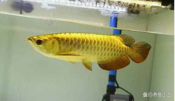 金龍魚和龍魚一樣嗎