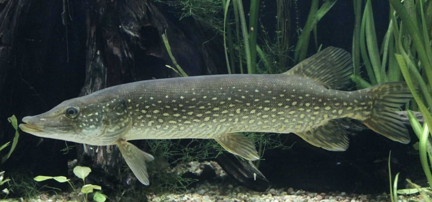 龍魚淡水魚還是咸水魚好：龍魚是淡水魚還是咸水魚