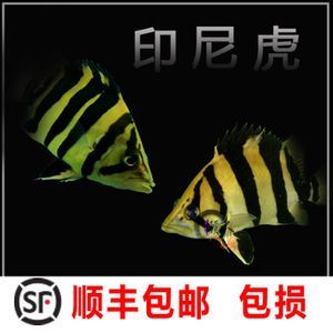 印尼三紋虎魚最佳混養伙伴：印尼三紋虎魚的最佳混養伙伴