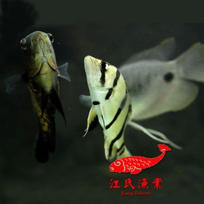 印尼三紋虎魚最佳混養伙伴：印尼三紋虎魚的最佳混養伙伴