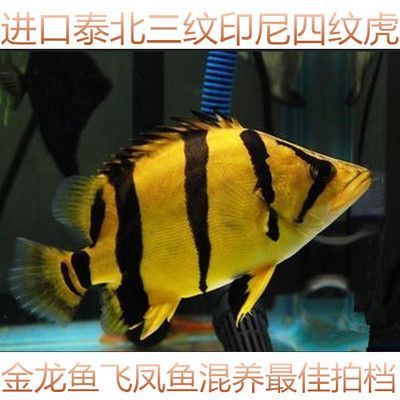 印尼三紋虎魚最佳混養伙伴：印尼三紋虎魚的最佳混養伙伴