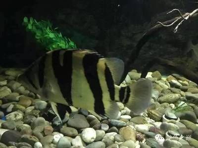 印尼三紋虎魚最佳混養伙伴：印尼三紋虎魚的最佳混養伙伴