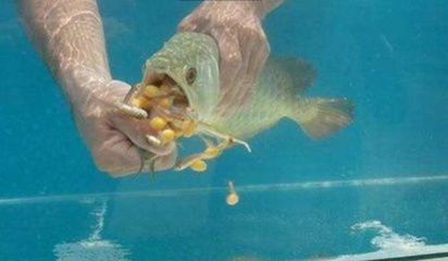 <strong><mark>小金</mark></strong>龍魚怎么喂食最好：<strong><mark>小金</mark></strong>龍魚的喂食方法