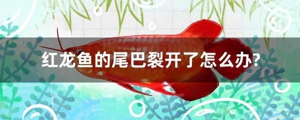 紅龍魚尾巴有點爛了怎么辦：紅龍魚尾巴有點爛了可能由以下幾種原因導致紅龍魚尾巴爛了