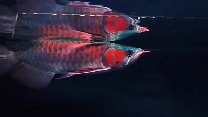 品相好的紅龍魚圖片