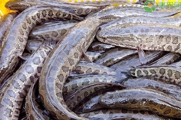 龍魚和烏魚哪個刺少些