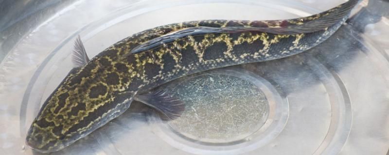 龍魚和烏魚哪個刺少些