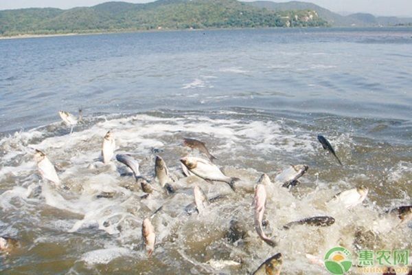 泰龐海鰱魚常見疾病預(yù)防：泰龐海鰱魚常見疾病及其預(yù)防方法
