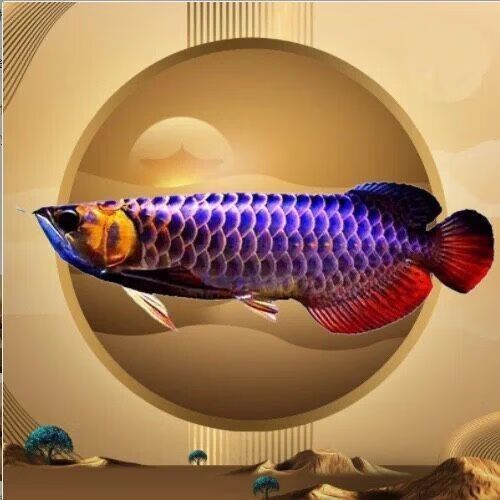 龍魚大概多少錢一條魚苗啊 龍魚大概多少錢一條魚苗啊 龍魚百科 第14張