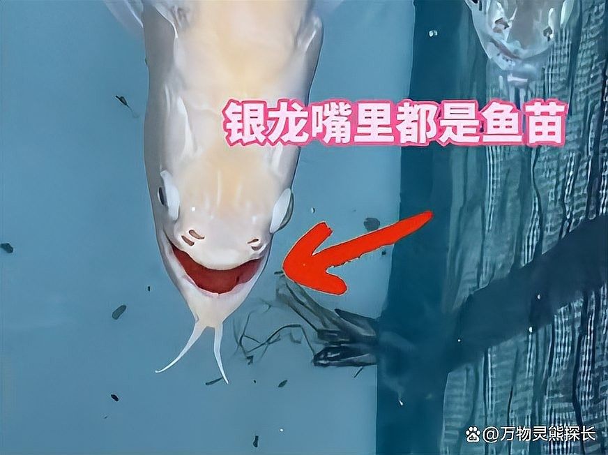 龍魚大概多少錢一條魚苗啊 龍魚大概多少錢一條魚苗啊 龍魚百科 第17張