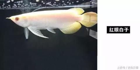 紅眼白子龍魚怎么養(yǎng)